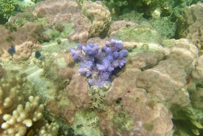 picture of Barrier Reef Part 2
 Australia