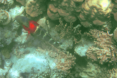 picture of Barrier Reef Part 2
 Australia