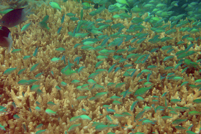 picture of Barrier Reef Part 2
 Australia