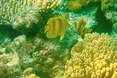 picture of Barrier Reef Part 2
 Australia