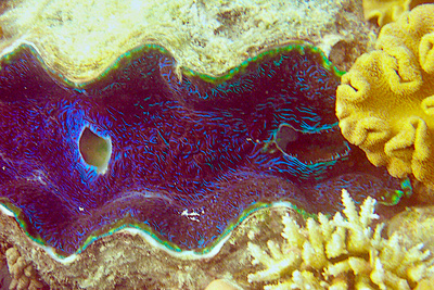 picture of Barrier Reef Part 2
 Australia