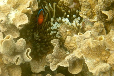 picture of Barrier Reef Part 2
 Australia