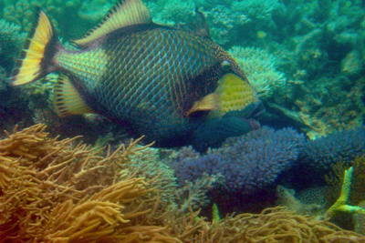 picture of Barrier Reef Part 2
 Australia