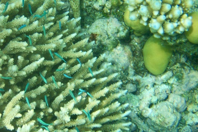 picture of Barrier Reef Part 2
 Australia