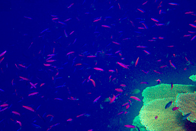 picture of Barrier Reef Part 2
 Australia