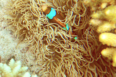 picture of Barrier Reef Part 2
 Australia