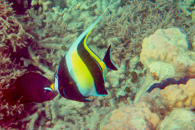 picture of Barrier Reef Part 2
 Australia