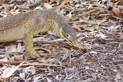 picture of Lizard Island
 Australia