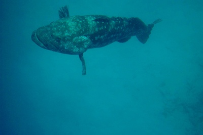 picture of Cod Hole
 Australia