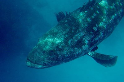 picture of Cod Hole
 Australia