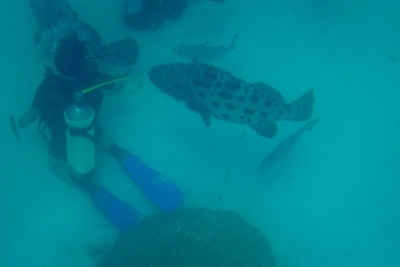 picture of Cod Hole
 Australia