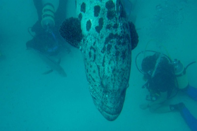 picture of Cod Hole
 Australia