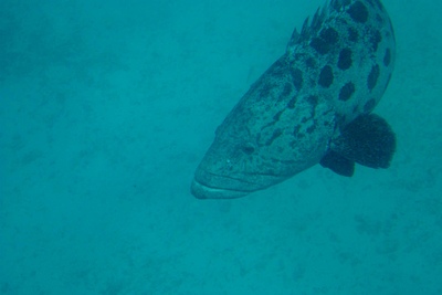 picture of Cod Hole
 Australia