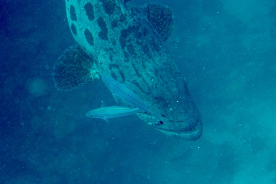 picture of Cod Hole
 Australia