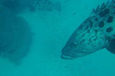 picture of Cod Hole
 Australia