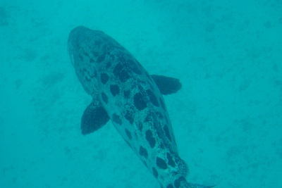 picture of Cod Hole
 Australia