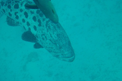 picture of Cod Hole
 Australia