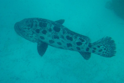 picture of Cod Hole
 Australia