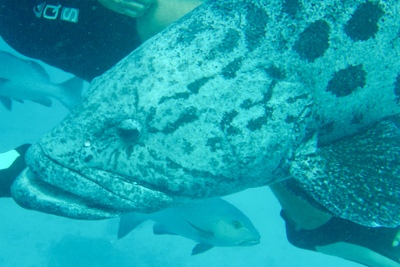 picture of Cod Hole
 Australia