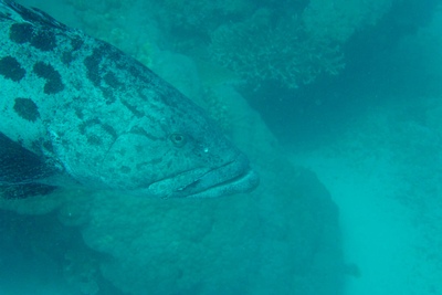 picture of Cod Hole
 Australia