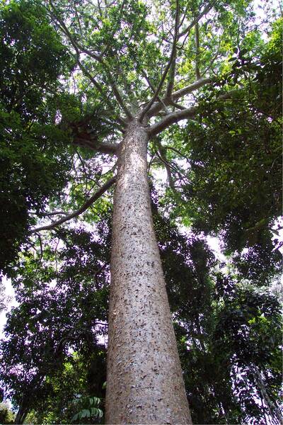 picture of Queensland
 Australia