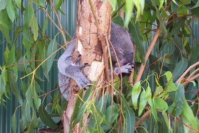 picture of Queensland
 Australia