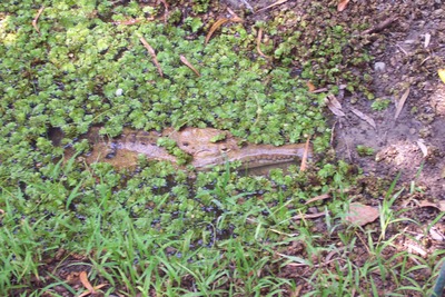 picture of Queensland
 Australia