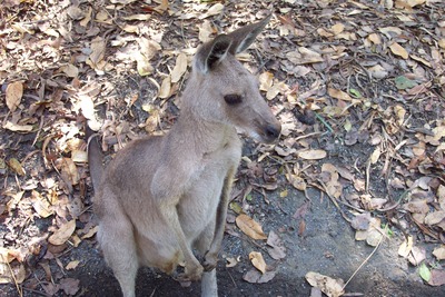 picture of Queensland
 Australia