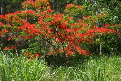 picture of Queensland
 Australia
