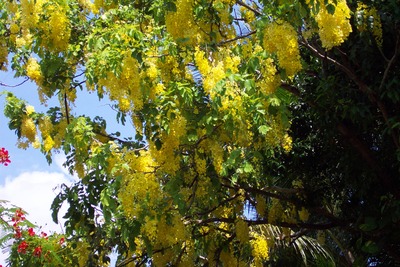 picture of Queensland
 Australia