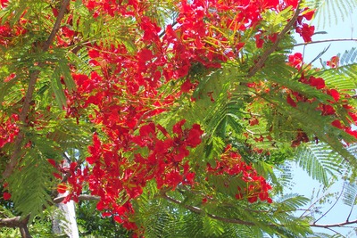 picture of Queensland
 Australia