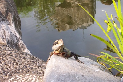 picture of Sydney
 Australia