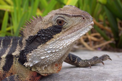 picture of Sydney
 Australia