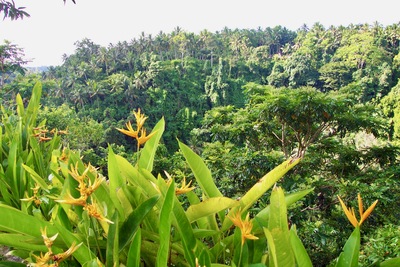 picture of The Chedi Hotel Ubud
 Bali