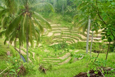 picture of The Chedi Hotel Ubud
 Bali