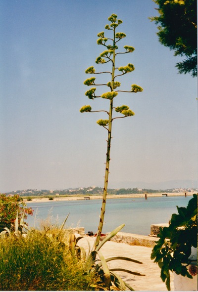 picture of Around Corfu 1999
 Corfu