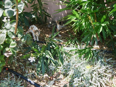 picture of Corfu 2008
 Corfu