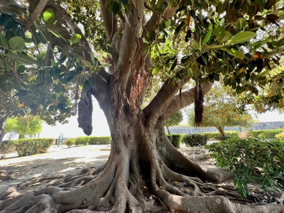 picture of Corfu Town 2023
 Corfu