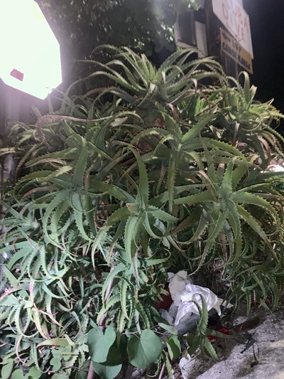 picture of Nissaki 2023
 Corfu