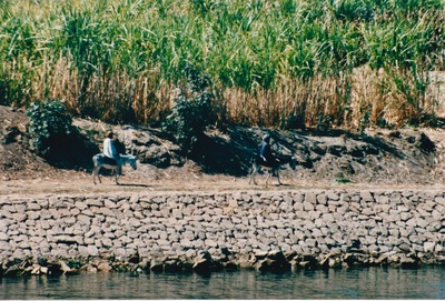 picture of The Nile
 Egypt