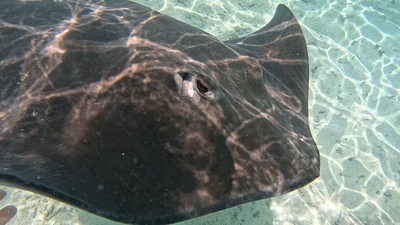 picture of Bora Bora Day 1
 FPoly2025