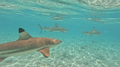 picture of Bora Bora Day 1
 FPoly2025