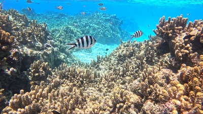 picture of Bora Bora Day 1
 FPoly2025