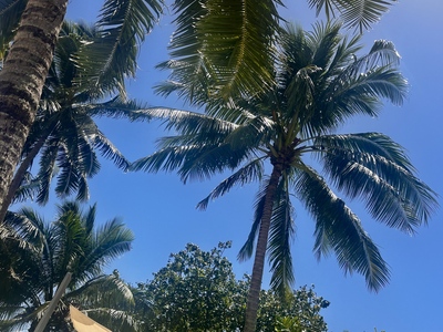 picture of Cooks Bay Hotel
 FPoly2025