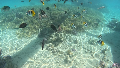 picture of Huahine
 FPoly2025