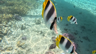 picture of Huahine
 FPoly2025