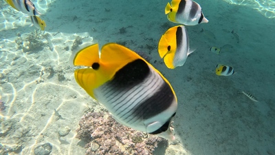 picture of Huahine
 FPoly2025