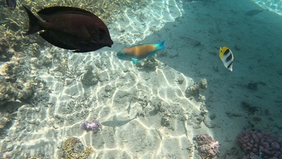 picture of Huahine
 FPoly2025