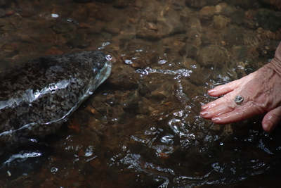 picture of Moorea 4x4 Tour
 FPoly2025