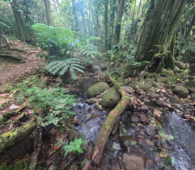 picture of Moorea 4x4 Tour
 FPoly2025